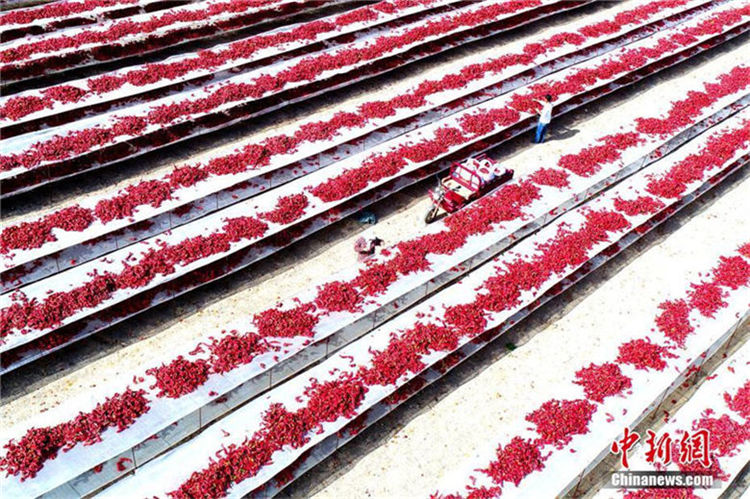 実りの秋を迎えた新疆　真っ赤な赤唐辛子を天日干しにして輸出に備える