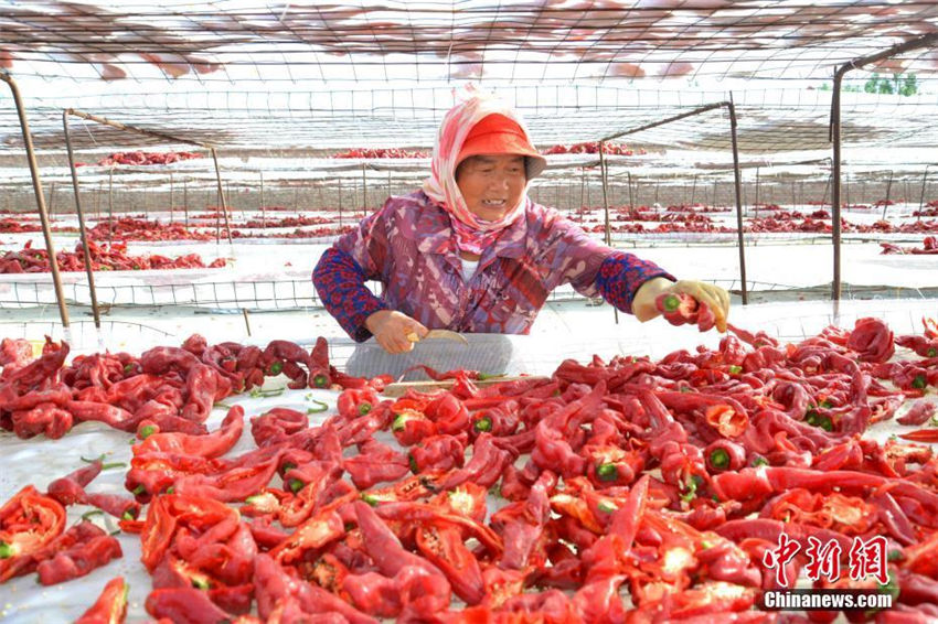 実りの秋を迎えた新疆　真っ赤な赤唐辛子を天日干しにして輸出に備える