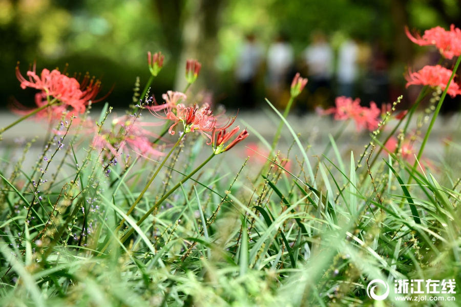 杭州の西湖湖畔では赤や黄色の「彼岸花」が満開に