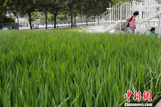上海の街中に水田が出現　田園風景を体感する市民たち