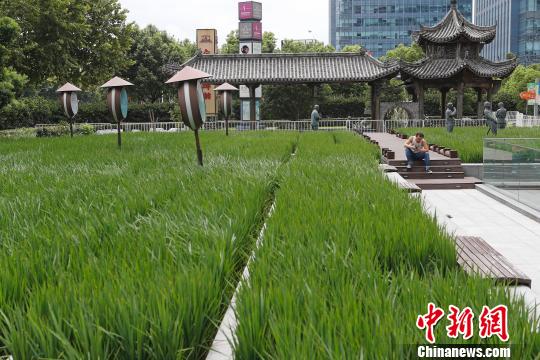 上海の街中に水田が出現　田園風景を体感する市民たち