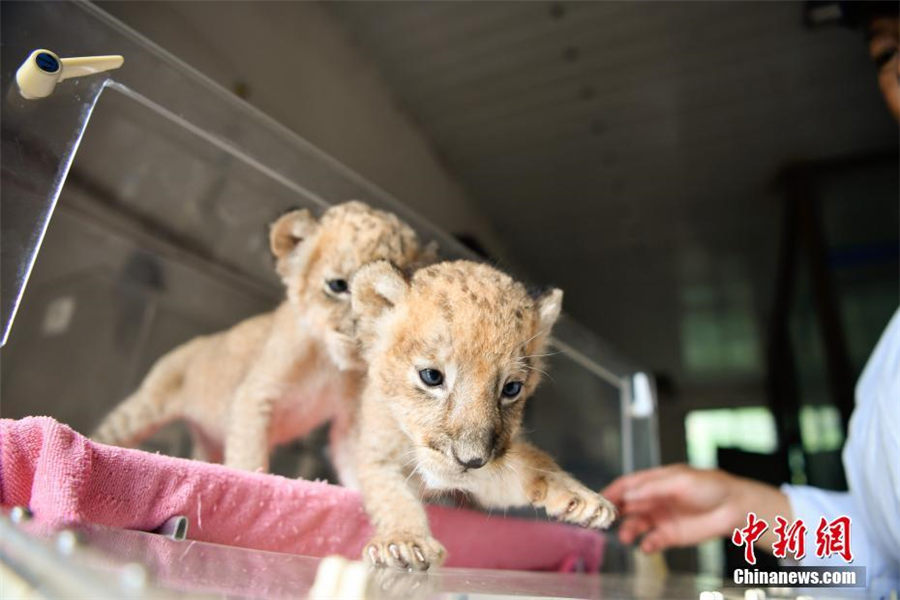 動物園の新メンバー・双子ライオン　飼育員の世話で元気に成長　雲南