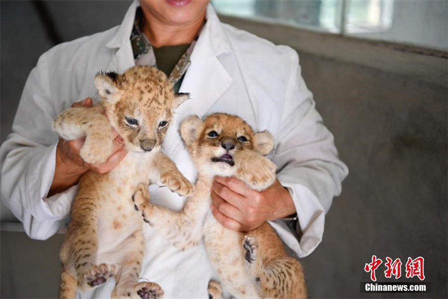 動物園の新メンバー・双子ライオン　飼育員の世話で元気に成長　雲南