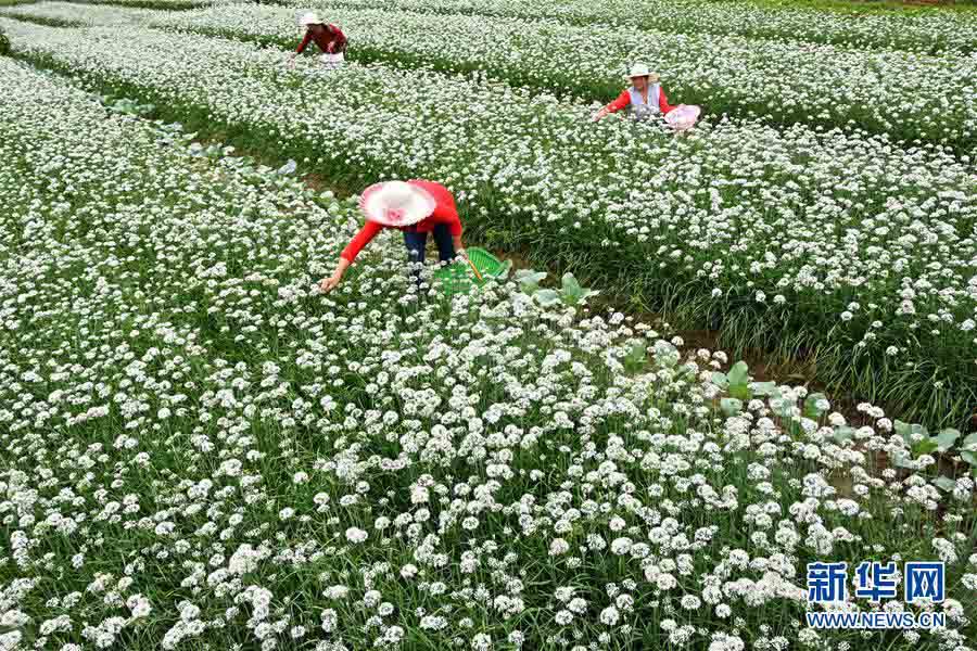 一面に白く咲くニラの花　収穫作業に勤しむ農家の人々　山東省