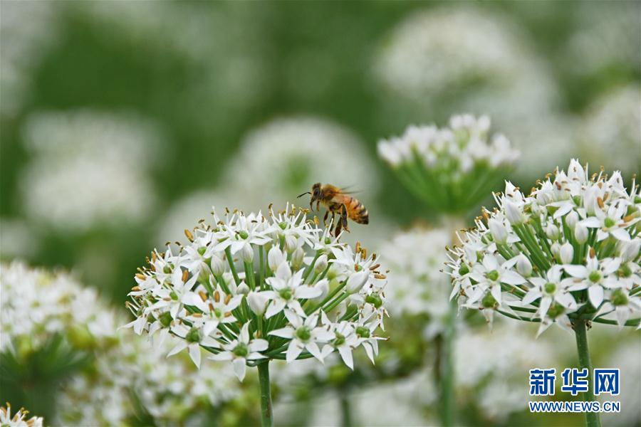 一面に白く咲くニラの花　収穫作業に勤しむ農家の人々　山東省