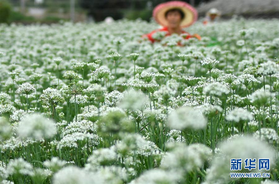 一面に白く咲くニラの花　収穫作業に勤しむ農家の人々　山東省