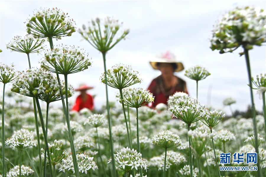 一面に白く咲くニラの花　収穫作業に勤しむ農家の人々　山東省