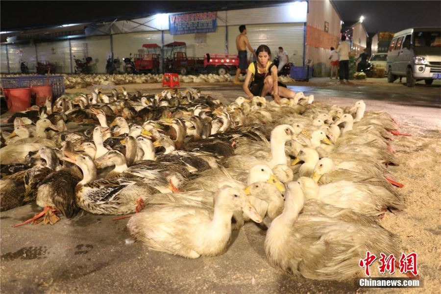 「鬼節」の風習でアヒルが飛ぶように売れる広西チワン自治区
