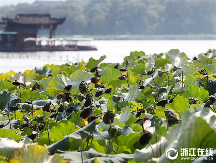 秋の訪れを奏でる「音符」　ハスの葉から伸びる様々な高さの花托　浙江省