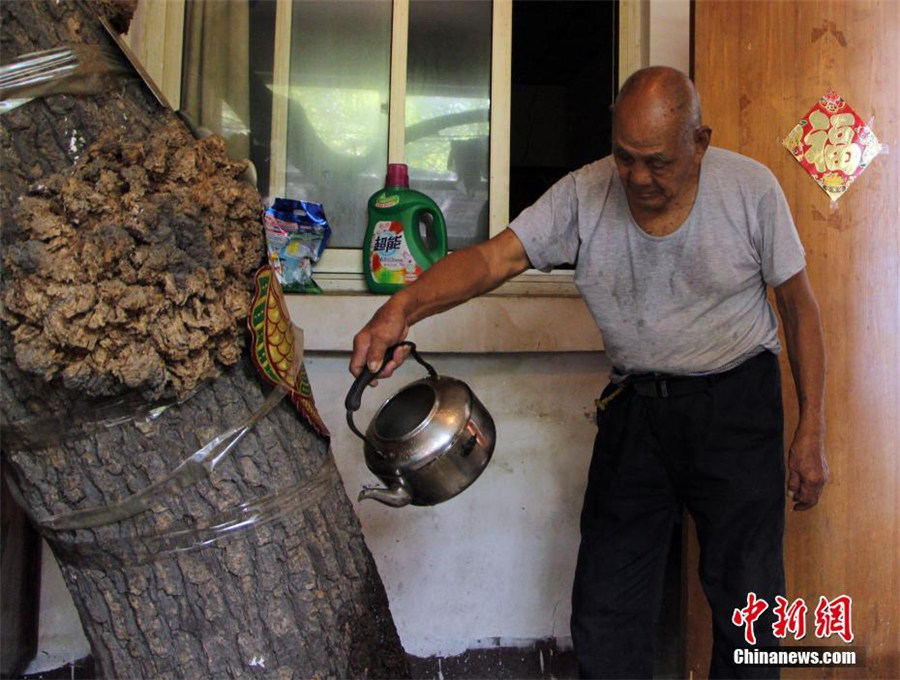 家から突き出た古木の枝　樹齢300年の古木を守り続ける高齢者　河北省