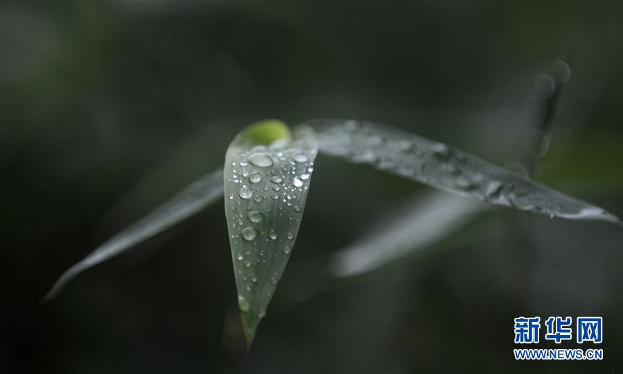 秋雨が降り、秋が深まる揚州市