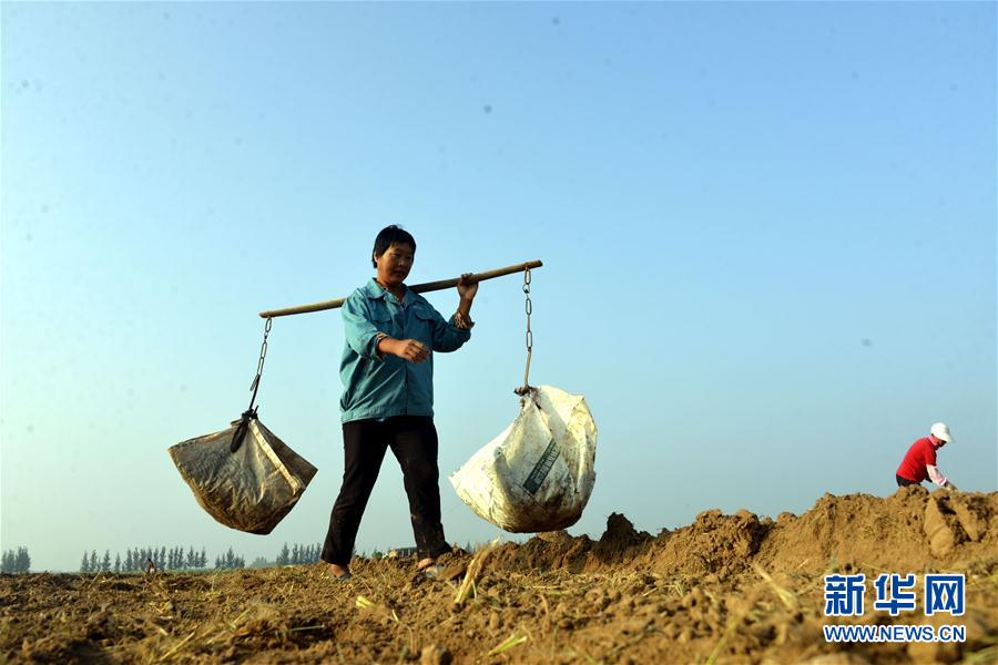 二十四節気の「白露」を迎えた農村は収穫作業ピークに　河北省