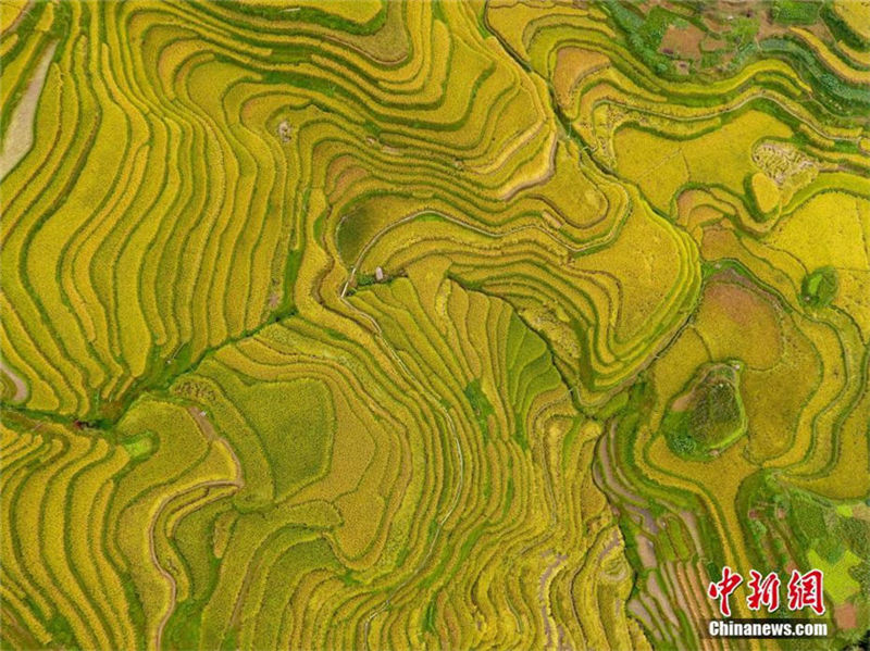ドローンで撮影した榕江県岩寨の黄金の棚田　貴州省