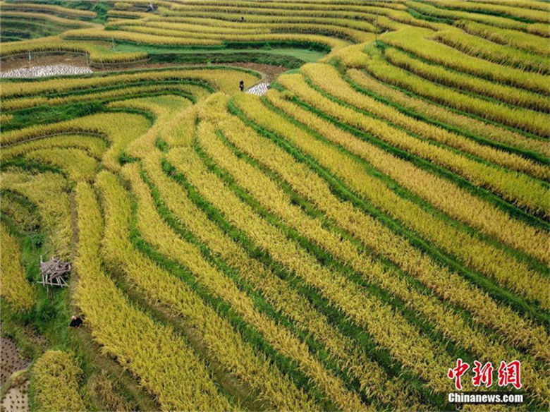 ドローンで撮影した榕江県岩寨の黄金の棚田　貴州省