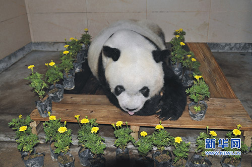 飼育パンダで世界最高齢の「巴斯」が37歳で病死