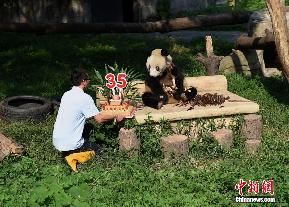 楊家坪動物園のパンダ「新星」の35歳の誕生日パーティー　重慶市