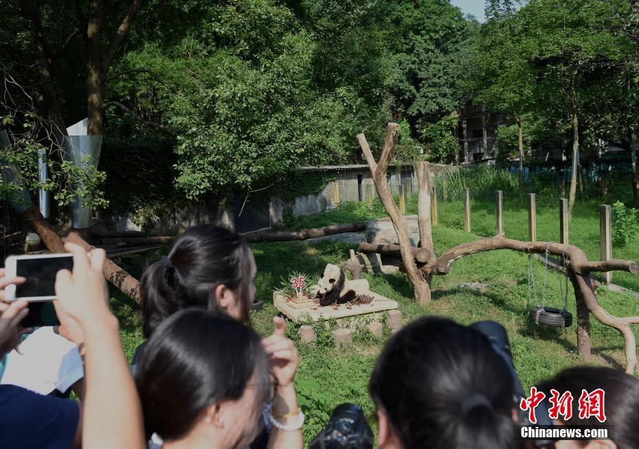 楊家坪動物園のパンダ「新星」の35歳の誕生日パーティー　重慶市