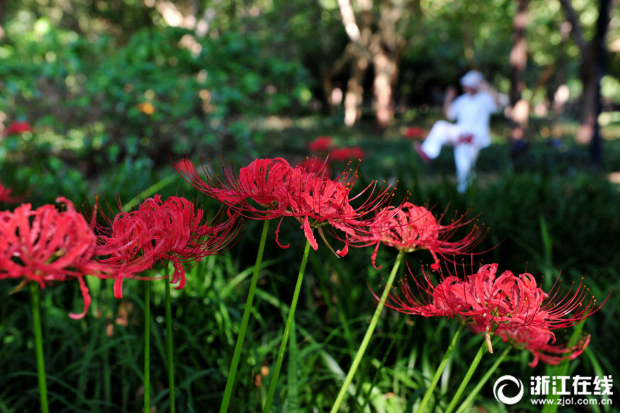 見頃を迎えた金華市のヒガンバナ　鮮やかな赤い花々広がる