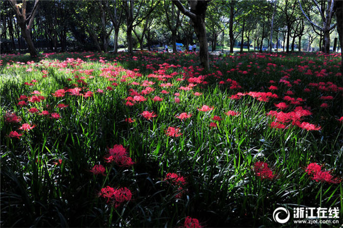 見頃を迎えた金華市のヒガンバナ　鮮やかな赤い花々広がる