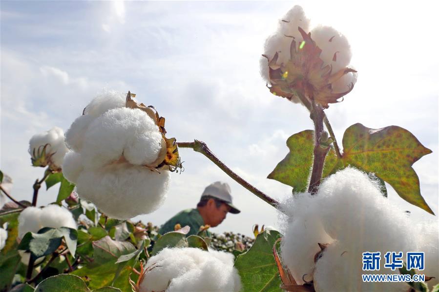 綿花咲く新疆　収穫シーズンの到来