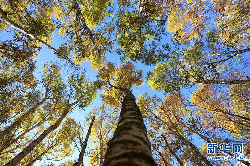 河北省の国立森林公園が秋らしい絶景に