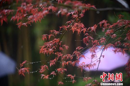 秋の揚州市、人々を魅了する「秋の色」
