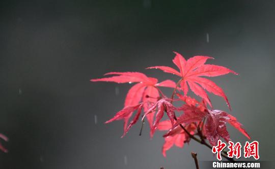 秋の揚州市、人々を魅了する「秋の色」