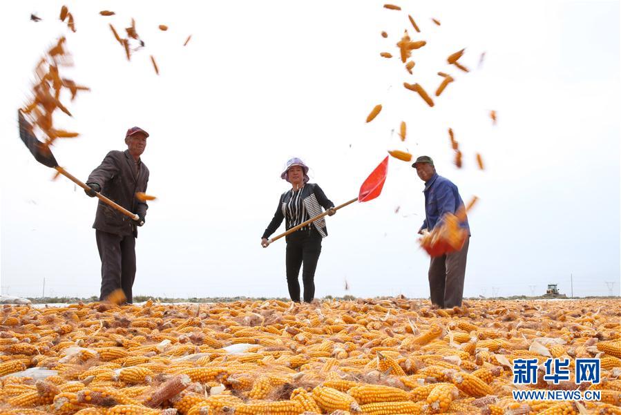 甘粛省でトウモロコシが収穫時期迎える　天日干し作業に追われる人々