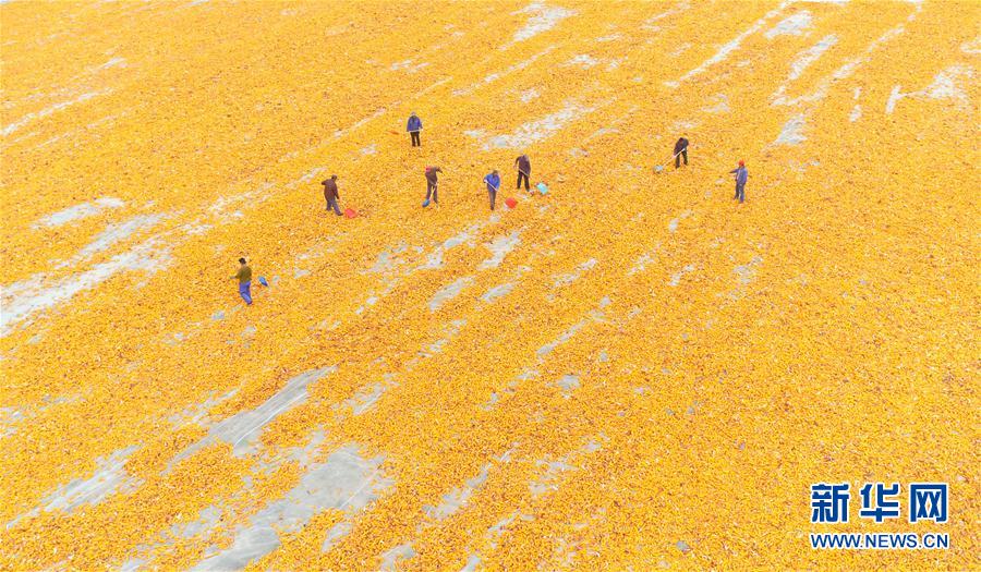 甘粛省でトウモロコシが収穫時期迎える　天日干し作業に追われる人々