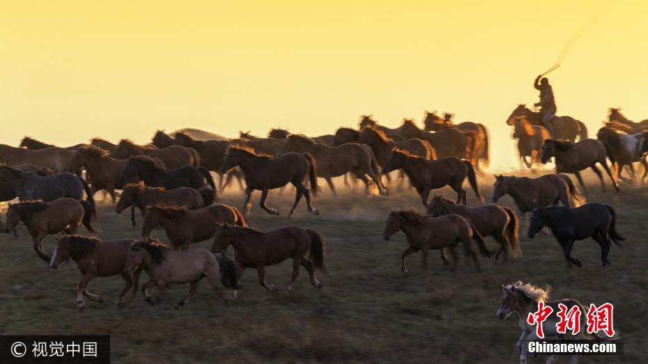 壮観！内モンゴル大草原　秋の「万馬の轟き」