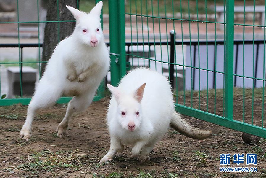 絶滅危惧種の白カンガルーが山東省の動物園に登場