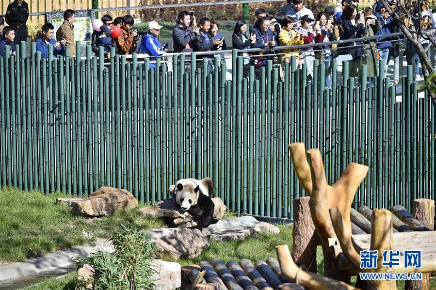 瀋陽森林動物園パンダ館オープン　四川から来たパンダが一般公開へ
