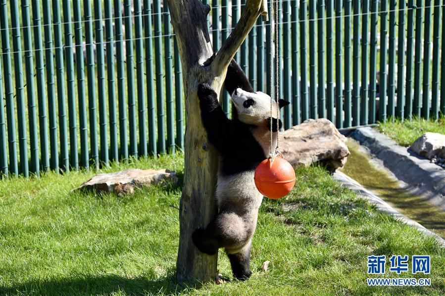 瀋陽森林動物園パンダ館オープン　四川から来たパンダが一般公開へ