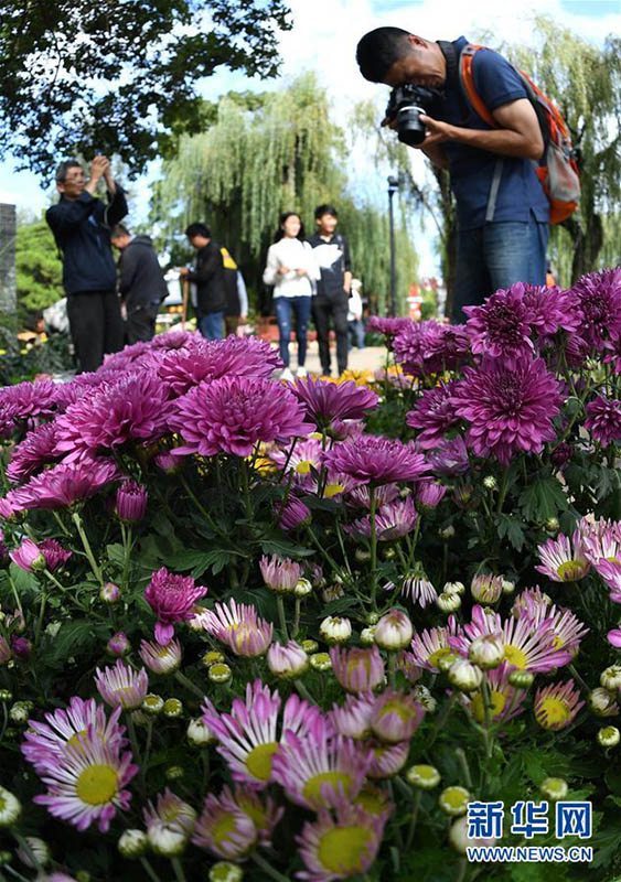 昆明市大観園、3万鉢以上の菊の花で国慶節の到来待つ　雲南省