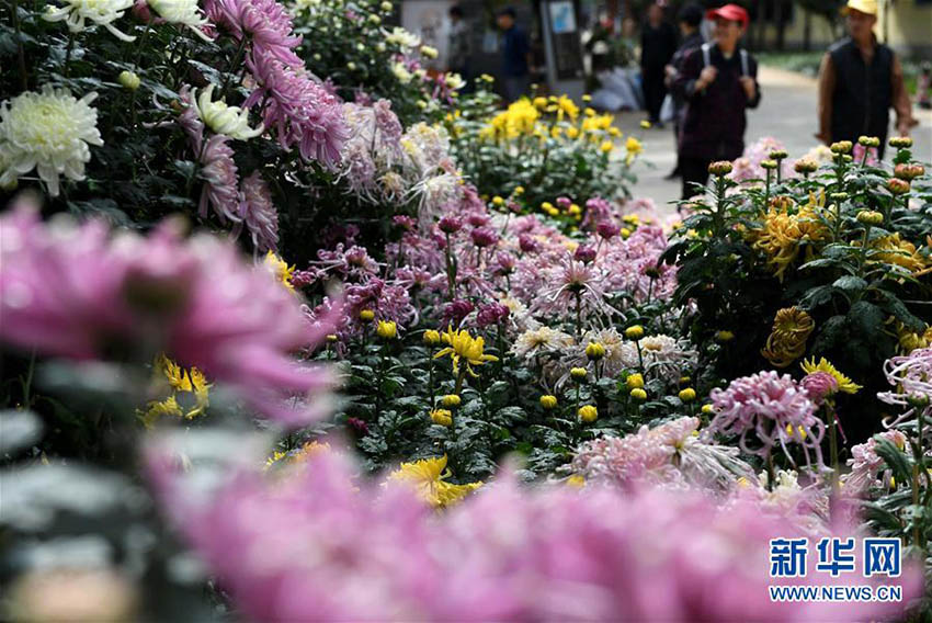 昆明市大観園、3万鉢以上の菊の花で国慶節の到来待つ　雲南省