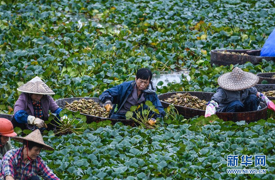 江南の水郷で菱の実が収穫期を迎える　浙江省