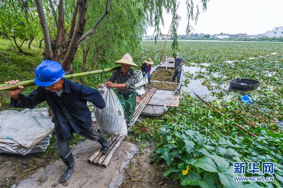 江南の水郷で菱の実が収穫期を迎える　浙江省