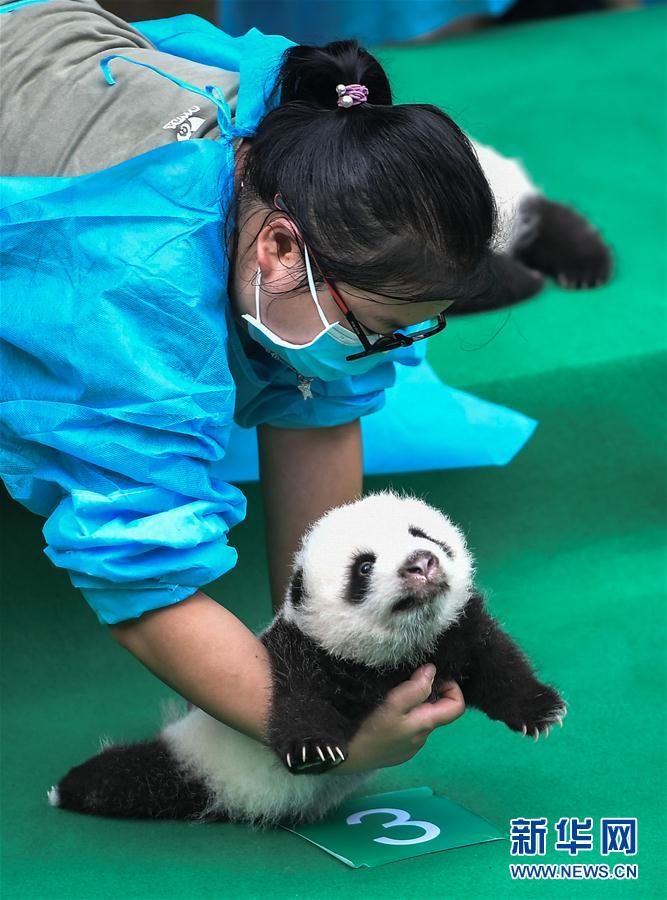 今年誕生した赤ちゃんパンダ10頭が勢ぞろい　四川省