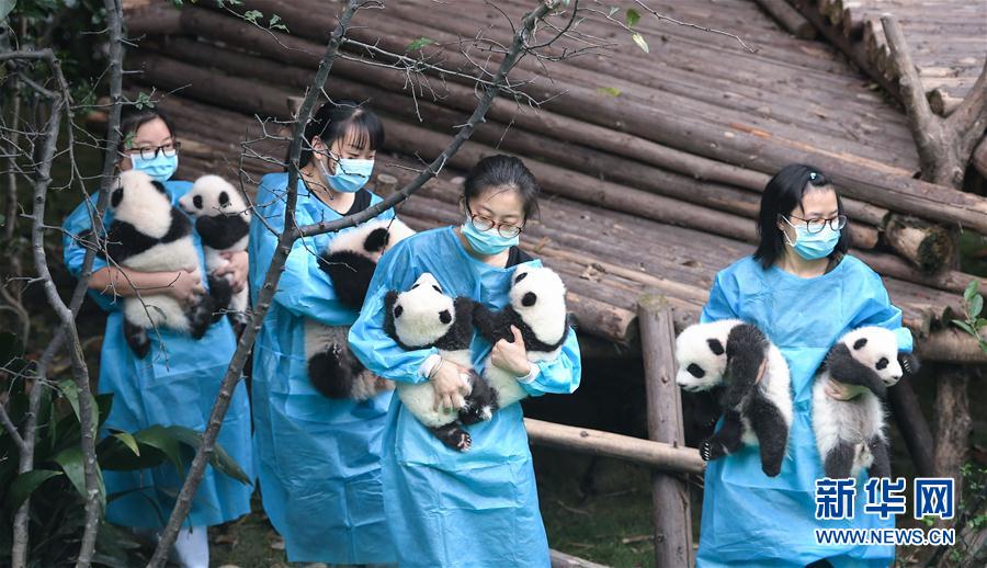 今年誕生した赤ちゃんパンダ10頭が勢ぞろい　四川省
