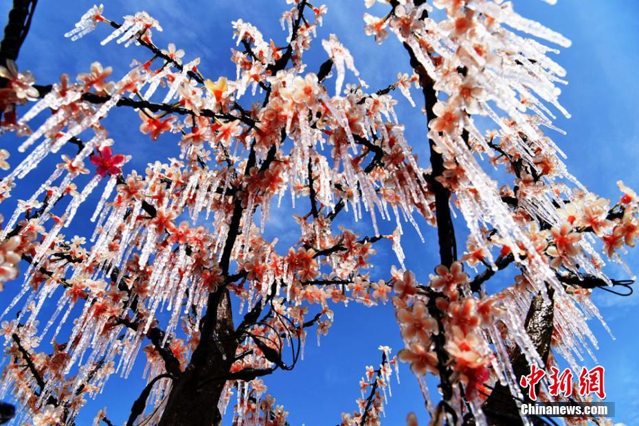 「寒露」迎えた甘粛省　木々には宝石のように美しく輝く氷柱