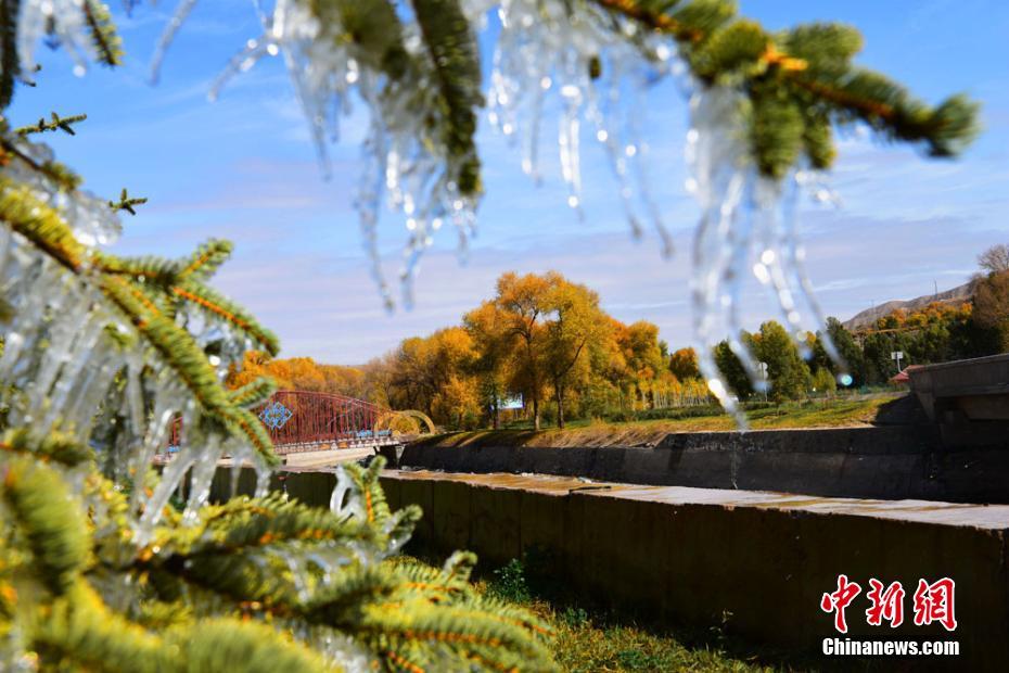 「寒露」迎えた甘粛省　木々には宝石のように美しく輝く氷柱