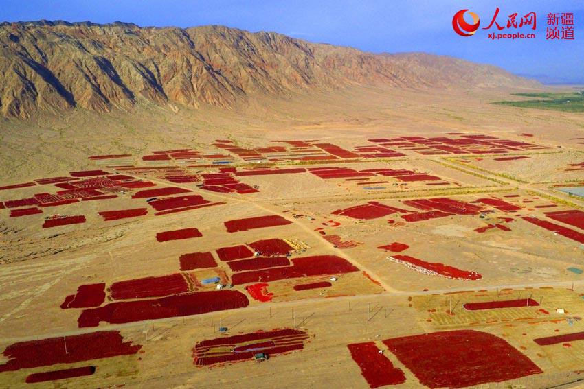 どこまでも続く赤トウガラシの天日干し、あたりを真っ赤に染める　新疆