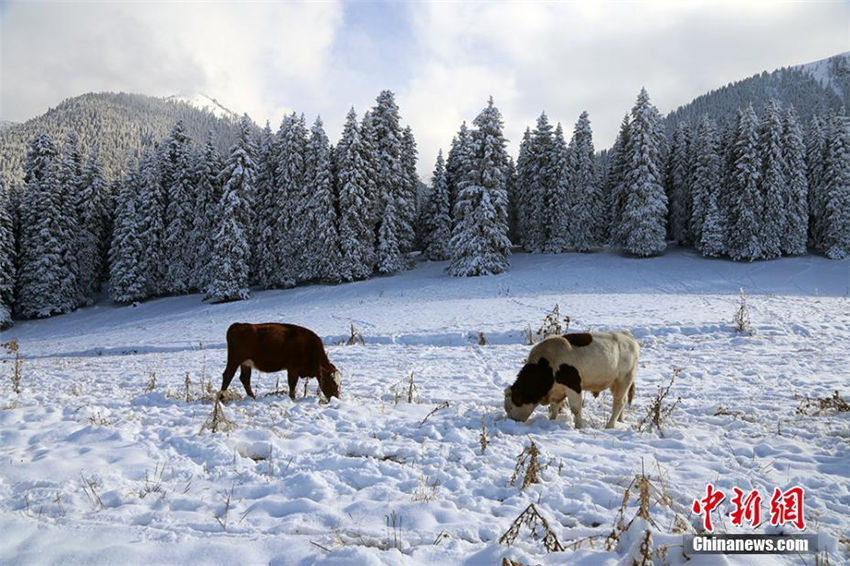 一面の銀世界、新疆の景勝地が一足先に冬景色に模様替え