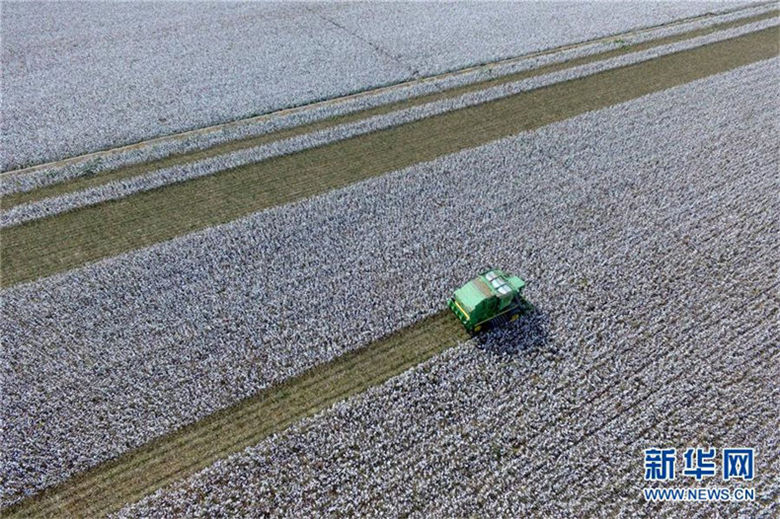 中国最大の綿花産地・新疆　収穫シーズン迎える