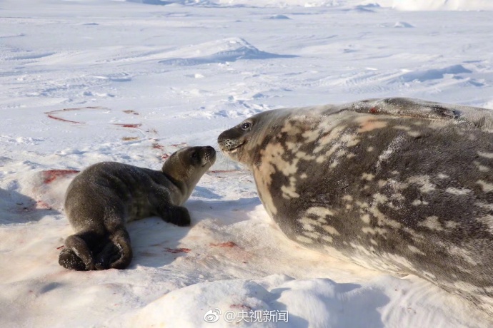 南極中山基地付近で今年1頭目のアザラシが誕生