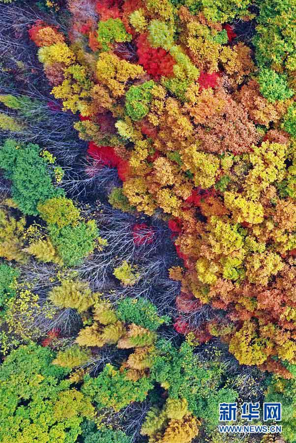 美しく鮮やかな紅葉　秋の彩り見せる遼寧の景勝地