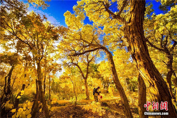 秋色に染まり、観光客惹きつける敦煌の広大なコヨウの林