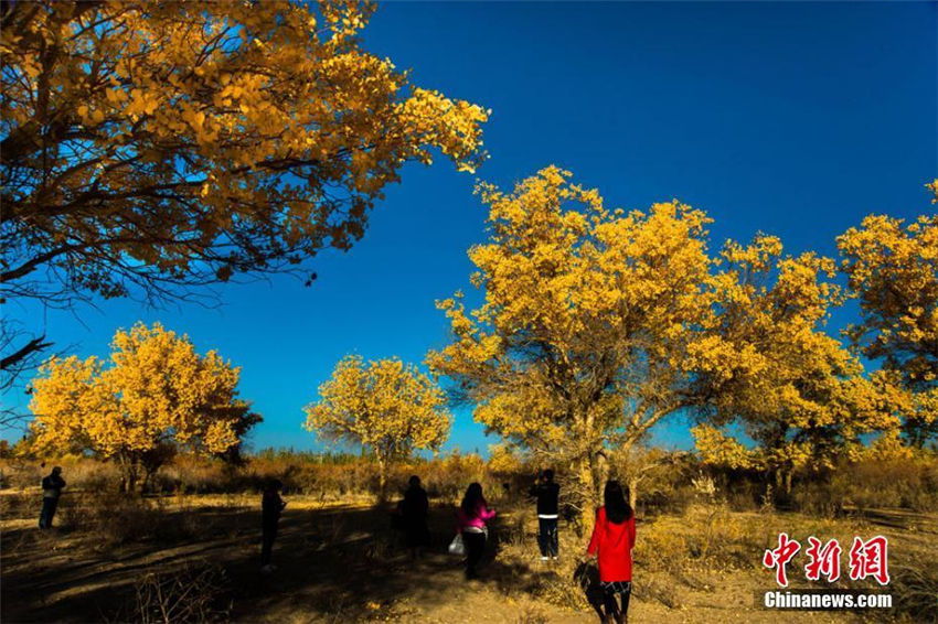 秋色に染まり、観光客惹きつける敦煌の広大なコヨウの林