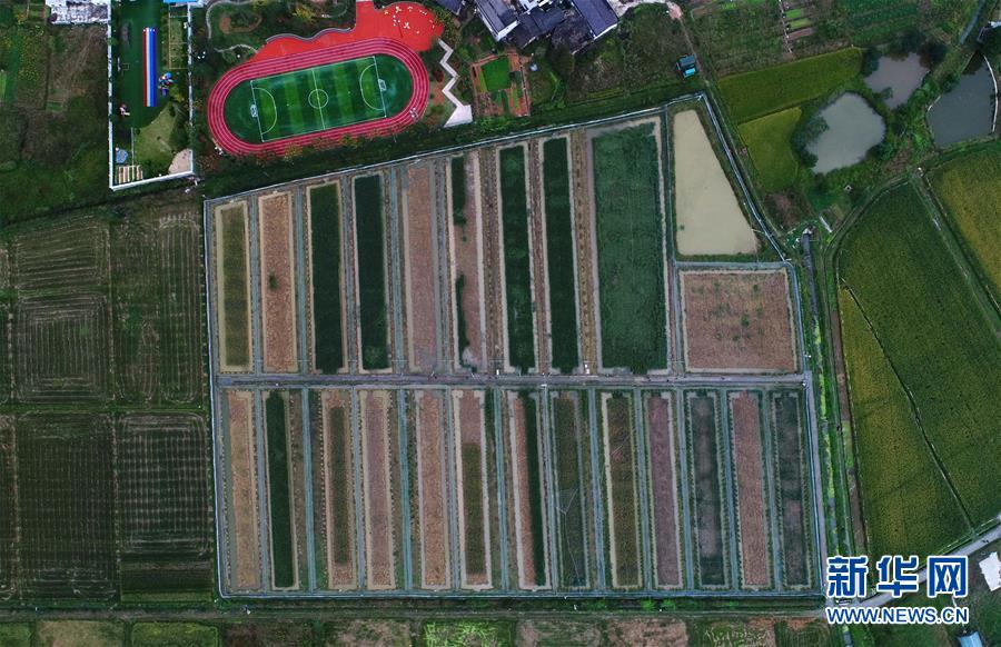 中国で巨大稲を開発、高さは2.2メートルに