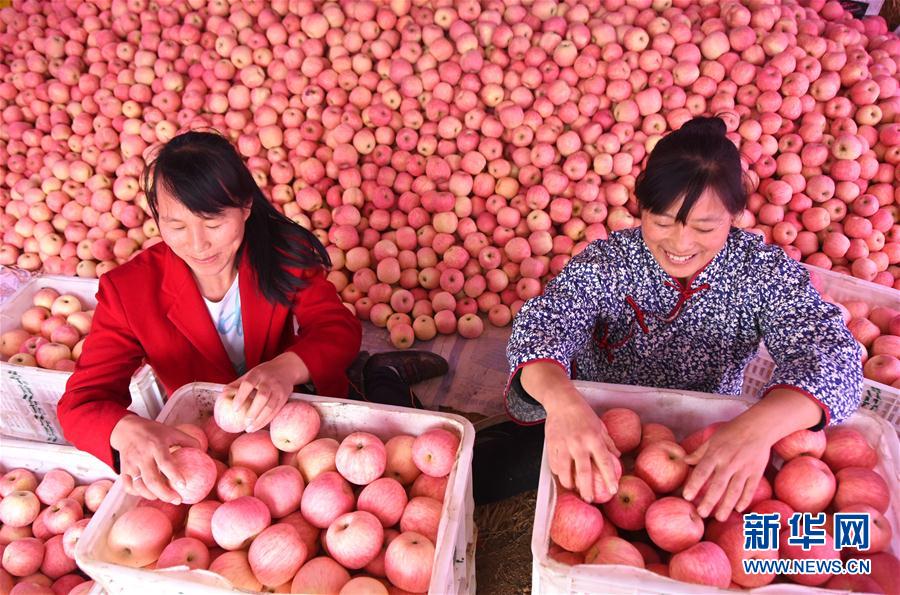 秋の山東省、リンゴの収穫シーズン迎えた村